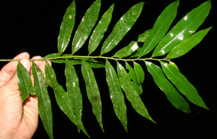 Figura 16. de la planta <i>Guatteria tonduzii</i>  familia (Annonaceae): donde se alimentaba la larva <i>Automeris silkae</i> foto Adrian Guadamuz.	