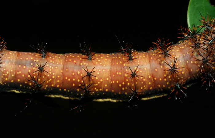 Figura 9. Larva <i>Automeris silkae</i> familia (saturniidae): En posición dorsal mostrando protuberancias urticantes, manchas amarillos. Voucher 09-SRNP-36747-DHJ468092.
