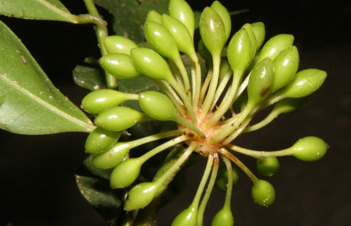 Figura 15. de la planta <i>Guatteria tonduzii</i>  familia (Annonaceae): donde se alimentaba la larva <i>Automeris silkae</i> foto Adrian Guadamuz.