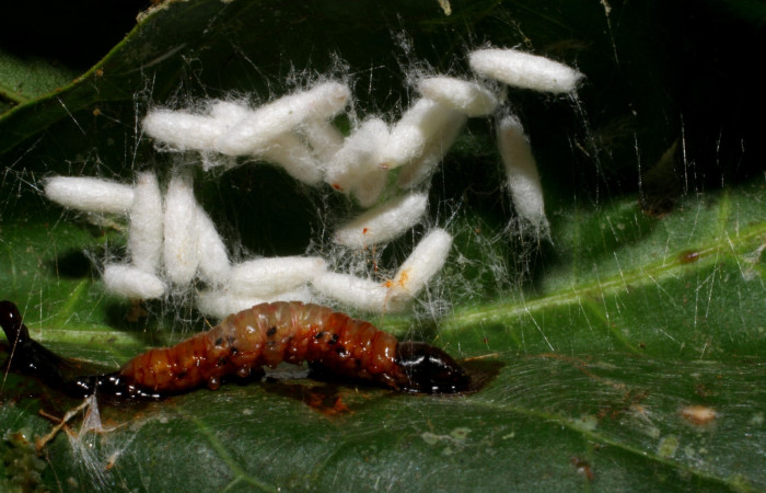 Fig. 9 . Capullos de parásitos <i>Apanteles</i> carloscastilloiDHJ01 (Braconidae.) junto a larva muerta de <i>Stenoma completella</i> (Depressariidae), en último estadío. Voucher: 05- SRNP-42226-DHJ407536.