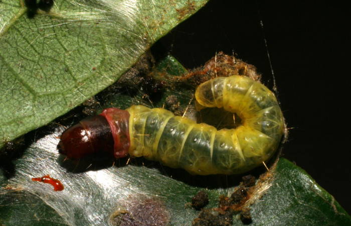 Fig. 5. Larva en último estadío de <i>Stenoma completella</i> (Depressariidae). Voucher: 05-SRNP-42227-DHJ407541.