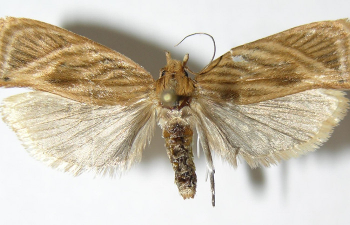 Fig. 17. Envergadura de <i>Stenoma completella</i> vista dorsal. Voucher: 05-SRNP-6222- DHJ343864.
