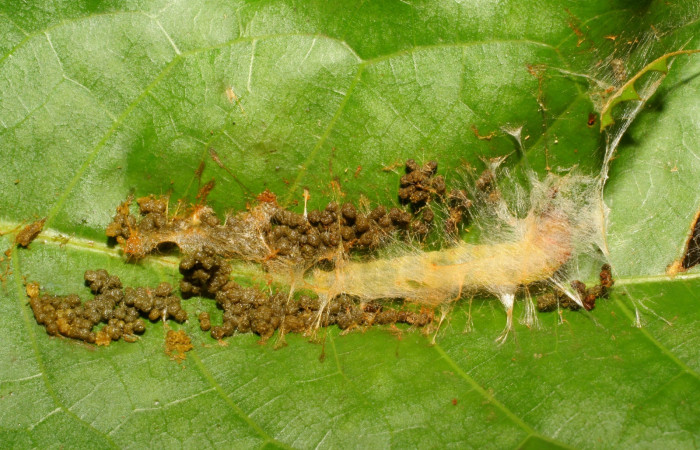  Fig. 6. Larva <i>Stenoma completella</i>, (Depressariidae), en último estadío en su túnel de protección. Voucher: 06-SRNP-43093-DHJ417164.