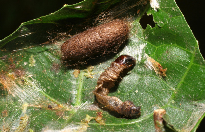 Fig. 12. Capullo de <i>Xiphosomella belinda</i> (Ichneumonidae). atacando <i>Stenoma completella</i>, (Depressariidae). Voucher: 06- SRNP-44166-DHJ420889.