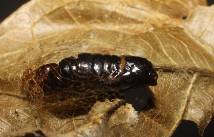 Fig. 13 Daño de pupa <i>Stenoma completella</i> (Depressariidae), ocasionado por el parásito <i>Carcelia</i> Wood13 (Tachinidae). Voucher: 10-SRNP-42079-DHJ480615.
