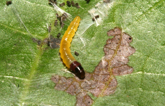 Fig. 1. Larva de <i>Stenoma completella</i> vista de alimentacíon. Voucher: 11-SRNP-42265- DHJ483250.