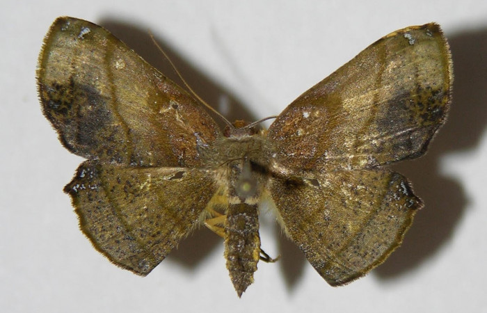 Figura 3. Adulto <i>Pyrinia itunaria</i> (Geometridae). Vista dorsal, envergadura alar de la hembra 23 mm. Voucher: 03-SRNP-34088-DHJ326082.jpg. BIN:BOLD:AAA0632.