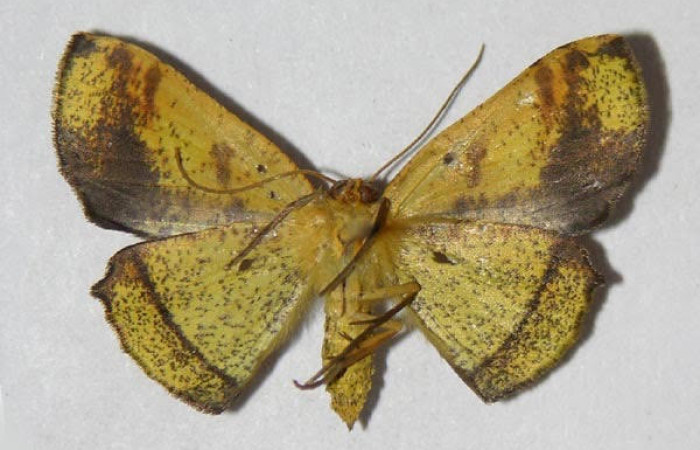 Figura 4. Adulto <i>Pyrinia itunaria</i> (Geometridae). Vista ventral, envergadura alar de la hembra 23 mm. Voucher: 03-SRNP-34088-DHJ326083.jpg. BIN:BOLD:AAA0632.