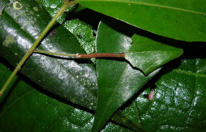 Figura 5. Larva <i>Pyrinia itunaria</i> (Geometridae). Vista dorsal, tercer estadío. 27 mm. Foto 27 diciembre 2004. Voucher: 04-SRNP-56963-DHJ400223.jpg.