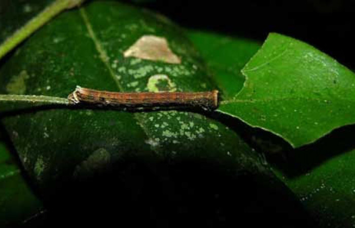 Figura 6. Larva <i>Pyrinia itunaria</i> (Geometridae). Vista lateral, tercer estadío. 27 mm. Foto 27 diciembre 2004. Voucher: 04-SRNP-56963-DHJ400225.jpg.