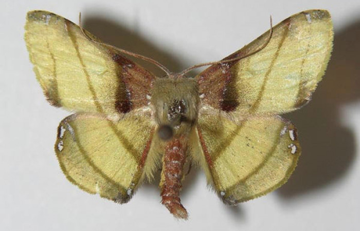 Figura 1. Adulto <i>Pyrinia itunaria</i> (Geometridae). Vista dorsal, envergadura alar del macho 22 mm. Voucher: 11-SRNP-72554-DHJ557844.jpg. BIN:BOLD:AAA0632.