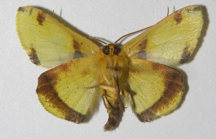 Figura 2. Adulto <i>Pyrinia itunaria</i> (Geometridae). Vista ventral, envergadura alar del macho 22 mm. Voucher: 11-SRNP-72554-DHJ557845.jpg. BIN:BOLD:AAA0632.