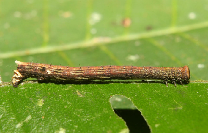 Figura 7. Larva <i>Pyrinia itunaria</i> (Geometridae). Vista lateral, último estadío. 27 mm. Foto 23 octubre 2018. Voucher: 18-SRNP-71634-DHJ750106.jpg.