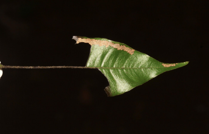 Figura 15. Planta hospedera de <i>Pyrinia itunaria</i> (Geometridae), se pueden ver la hoja comida de <i>Myrcia splendens</i> (Myrtaceae). Foto: Freddy Quesada Quesada. 05 marzo 2021.