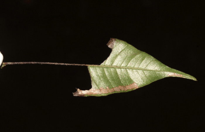 Figura 16. Planta hospedera de <i>Pyrinia itunaria</i> (Geometridae), se pueden ver la hoja comida de <i>Myrcia splendens</i> (Myrtaceae) vista por el envés. Foto: Freddy Quesada Quesada. 05 marzo 2021.