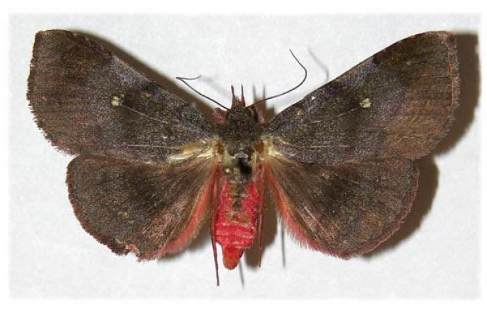 Fig.1  Vista dorsal de <i>Chabora rhodogaster</i> (Erebidae) Eclosionó 16 de Agosto 2003, Sector San Cristóbal, Río Blanco abajo 500mts. (03-SRNP-7353-DHJ312350.jpg).
