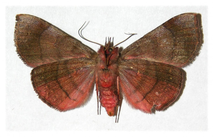 Fig.2 Vista ventral de <i>Chabora rhodogaster</i> (Erebidae) Eclosionó 16 de Agosto 2003, Sector San Cristóbal, Río Blanco abajo 500mts. (03-SRNP-7353-DHJ312351.jpg)