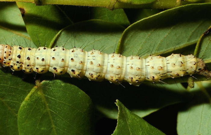Fig.3 Vista dorsal de la larva <i>Chabora rhodogaster</i> (Erebidae), se colectó 09 de Noviembre 2001, Sector San Cristóbal, Río Blanco abajo 500mts. (01-SRNP-22510-DHJ67039.jpg).