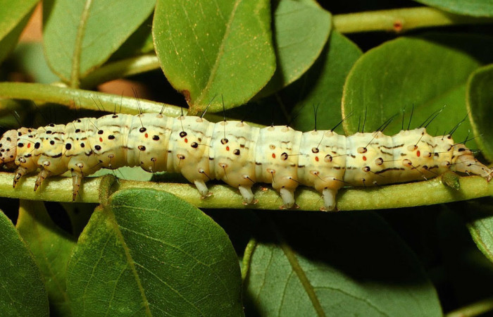 Fig.4 Vista lateral de la larva <i>Chabora rhodogaster</i> (Erebidae), se colectó 09 de Noviembre 2001, Sector San Cristóbal, Río Blanco abajo 500mts. (01-SRNP-22510-DHJ67038.jpg).