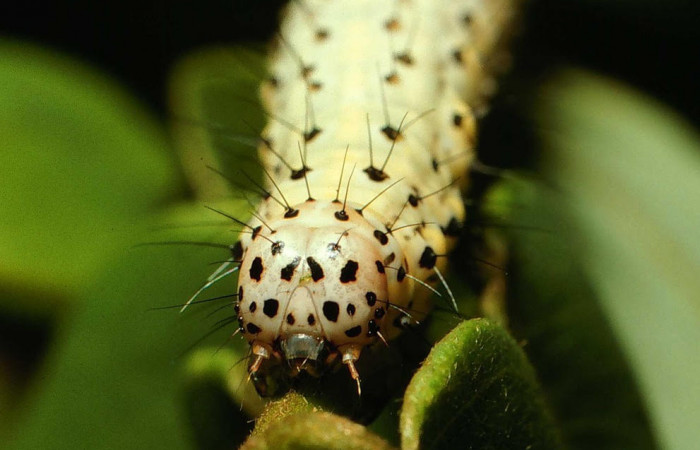 Fig.5 Vista frontal de la larva <i>Chabora rhodogaster</i> (Erebidae), se colectó 09 de Noviembre 2001, Sector San Cristóbal, Río Blanco abajo 500mts. (01-SRNP-22510-DHJ67041.jpg).