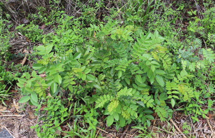 Fig.7 Planta <i> Gliricidia sepium</i> (Fabaceae):, hospedera <i> Chabora rhodogaster</i>  (Erebidae): Sector Pailas, Pozo 5, Foto, Eleth cantillano 20 Abril 2021.
