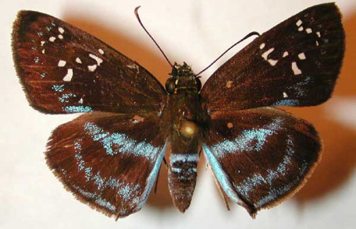 Figura 12. Adulto hembra de <i>Quadrus contubernalis</i> (Hesperiidae), vista dorsal. Voucher 00-SRNP-11184-DHJ32900.jpg.