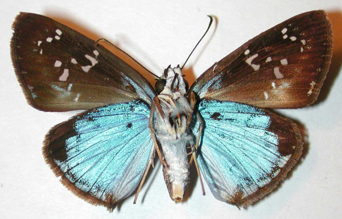 Figura 13. Adulto hembra de <i>Quadrus contubernalis</i> (Hesperiidae), vista ventral. Voucher 00-SRNP-11184-DHJ32901.jpg.