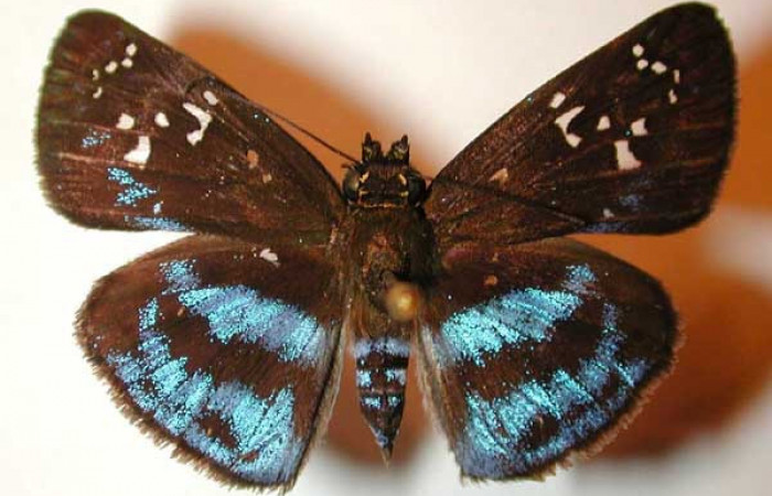 Figura 14. Adulto macho de <i>Quadrus contubernalis</i> (Hesperiidae), vista dorsal. Voucher 00-SRNP-1913-DHJ32914.jpg.