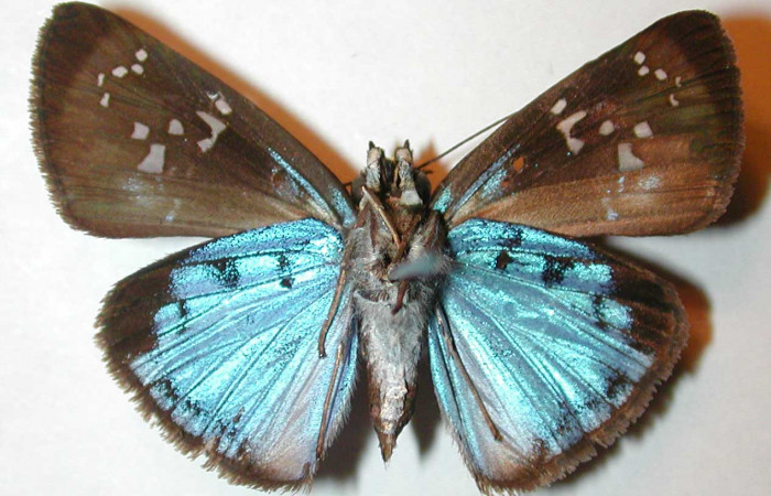 Figura 15. Adulto macho de <i>Quadrus contubernalis</i> (Hesperiidae), vista ventral. Voucher 00-SRNP-1913-DHJ32915.jpg.