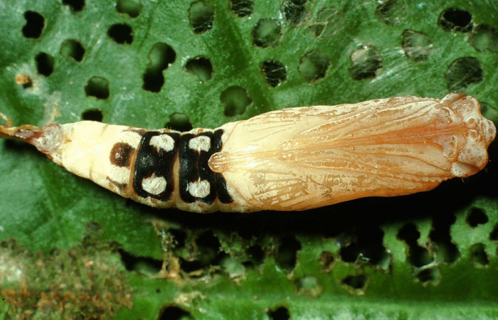 Figura 9. Pupa de <i>Quadrus contubernalis</i> (Hesperiidae), posición ventral. Sector San Cristóbal, Sendero Perdido. Voucher 01-SRNP-2577-DHJ62764.jpg.