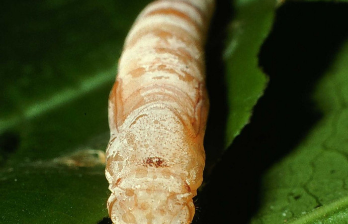 Figura 11. Pupa de <i>Quadrus contubernalis</i> (Hesperiidae), posición ventral. Sector San Cristóbal, Sendero Perdido. Voucher 01-SRNP-2577-DHJ62767.jpg.