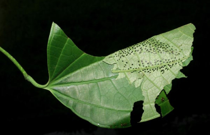 Figura 2. Casa de <i>Quadrus contubernalis</i> (Hesperiidae), último estadio.  Sector San Cristóbal, Tajo Angeles. Voucher 08-SRNP-6036-DHJ445049.jpg.