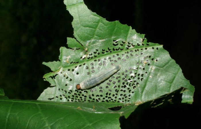 Figura 3. Casa de <i>Quadrus contubernalis</i> (Hesperiidae), último estadio.  Sector San Cristóbal, Tajo Angeles. Voucher 08-SRNP-6036-DHJ445052.jpg.