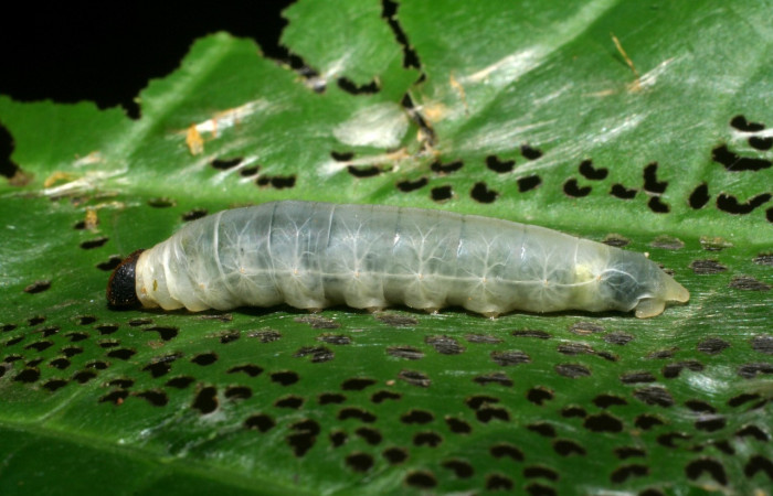 Figura 8. <i>Quadrus contubernalis</i> (Hesperiidae), último estadio, posición frontal. Sector San Cristóbal, Tajo Angeles. Voucher 08-SRNP-6036-DHJ445054.jpg.