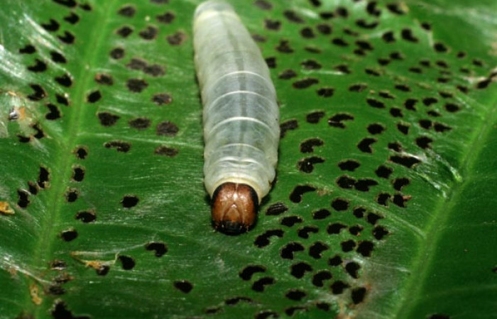 Figura 1. Larva en último estadio de <i>Quadrus contubernalis</i> (Hesperiidae) posición frontal. Sector San Cristóbal, Tajo Angeles. Voucher 08-SRNP-6036-DHJ445055.jpg.
