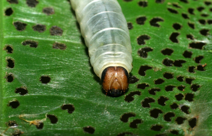 Figura 6. <i>Quadrus contubernalis</i> (Hesperiidae), último estadio, posición frontal. Sector San Cristóbal, Tajo Angeles. Voucher 08-SRNP-6036-DHJ445057.jpg.