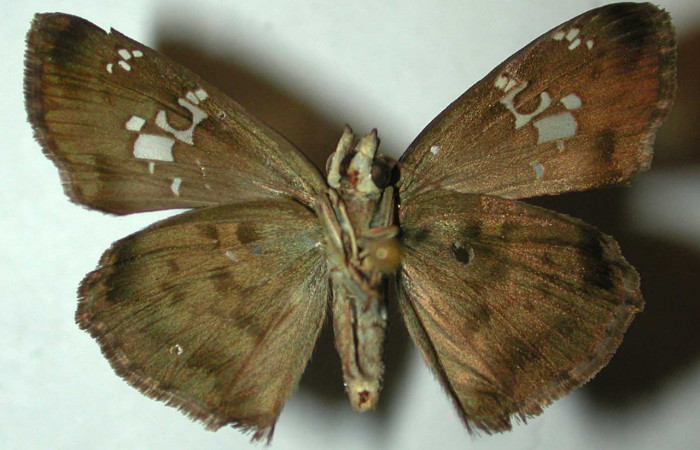 Figura 17. Adulto <i>Quadrus lugubris</i> (Hesperiidae), vista ventral. Voucher 97-SRNP-4254-DHJ32041.jpg.
