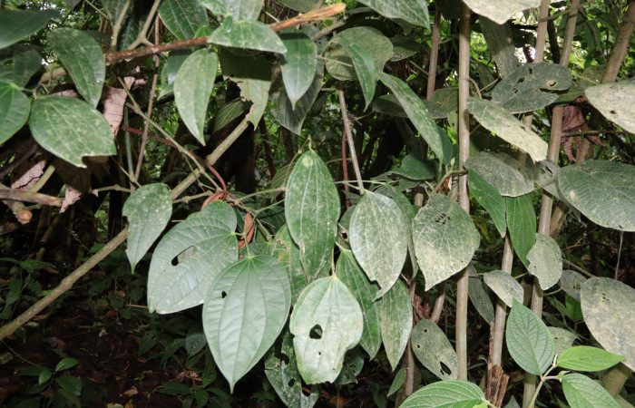 Figura 18. Planta hospedera de <i>Quadrus contubernalis</i> (Hesperiidae), <i>Piper reticulatum</i> (piperaceae). Sector San Cristóbal, Sendero Corredor. Foto Gloria Sihezar. 11 abril 2021.
