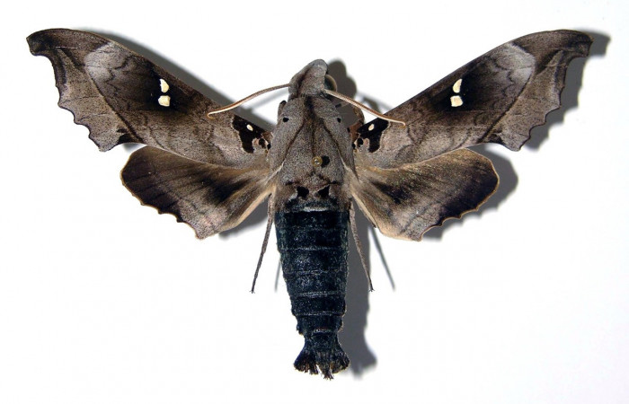 Fig. 01. Macho  <i>Madoryx oiclus</i>, vista dorsal, 76mm de longitud. Voucher: 91-SRNP-1136-DHJ96154.jpg.