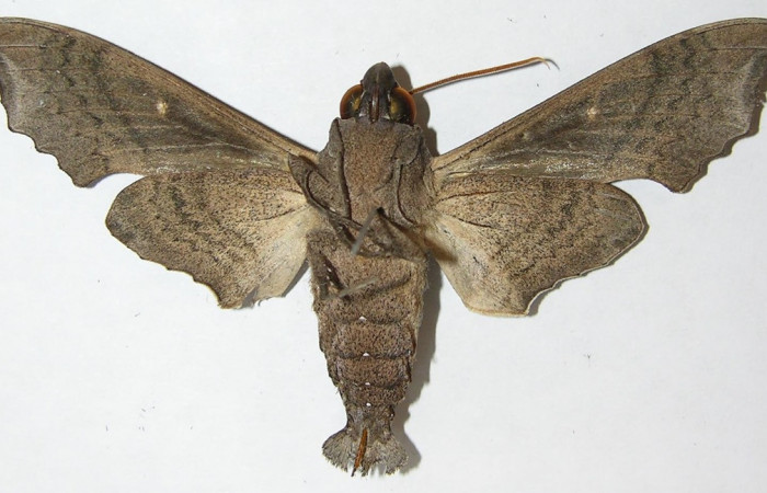 Fig. 02. Macho  <i>Madoryx oiclus</i>, vista ventral, 77mm de longitud. Voucher: 09-SRNP-14110-DHJ507655.jpg.