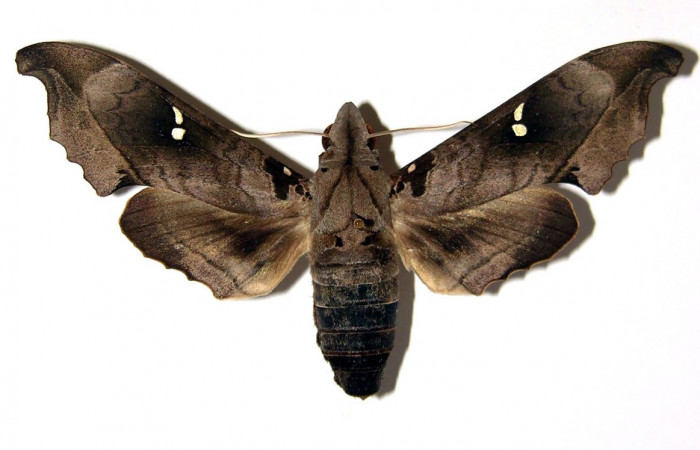 Fig. 03. Hembra  <i>Madoryx oiclus</i>, vista dorsal, 87mm de longitud. Voucher: 98-SRNP-9742-DHJ96156.jpg.