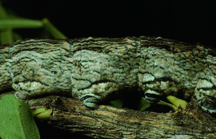 Fig. 07. Larva <i>Madoryx oiclus</i>, acercamiento lateral central, 110mm de longitud, último estadío. Voucher: 90-SRNP-2708-DHJ13860.jpg.