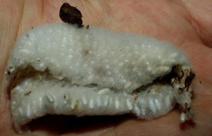 Fig. 11. Capullos <i>Cotesia</i>Whitfield16 (Braconidae) parásitos de <i>Madoryx oiclus</i>. Voucher: 08-SRNP-55733-DHJ462551.jpg.