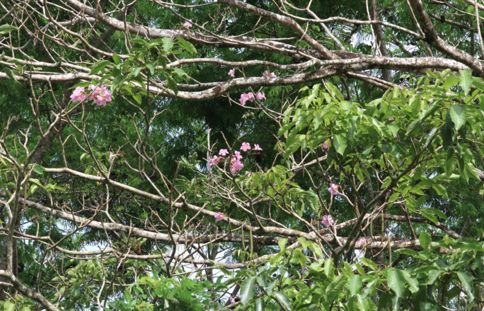 Fig.15. Rama <i>Tabebuia rosea</i> (Bignoniaceae), planta hospedera de <i>Madoryx oiclus</i> (Sphingidae), Abril 2021. Area Conservación Guanacaste, Costa Rica.