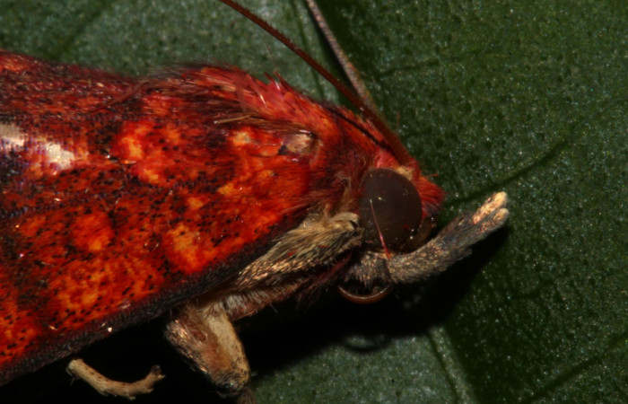 Fig.1 Adulto <i>Antiblemma agnita</i> mostrando estructura en la parte frontal característica llamada palpos en  la familia Erebidae.  Voucher: 19-SRNP-30661-DHJ764974.jpg