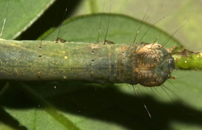 Fig.5 Larva <i>Antiblemma agnita</i> mostrando  la parte dorsal.  Voucher: 19-SRNP-30661-DHJ764857.jpg