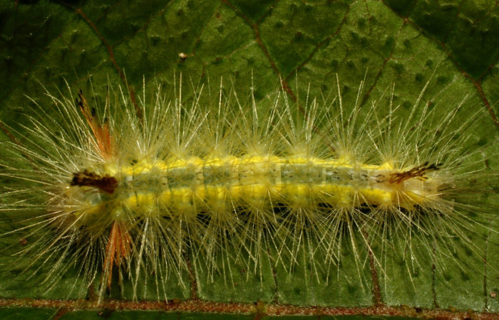 Fig- 12 Posición dorsal del último estadío de la oruga <i>Aclytia</i> albistrigaDHJ02 (Erebidae) sobre <i>Mandevilla hirsuta</i> (Apocynaceae). (08-SRNP-72052-DHJ444537).