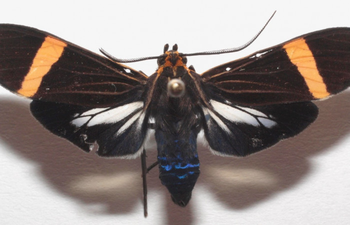 Fig- 14 Posición dorsal de <i>Aclytia</i> heberDHJ01 (Erebidae) colectado en trampa de luces como adulto, Localidad Manta Matudea. 08 de Agosto 2018 Sector Del Oro (18-SRNP-104956-DHJ706043).