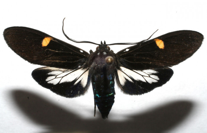 Fig- 16 Posición dorsal del macho <i>Aclytia punctata</i> (Erebidae) colectado en trampa de luces como adulto, Localidad Estación Caribe (melina). 10 de Noviembre 2007 (07-SRNP-110373-DHJ620337).