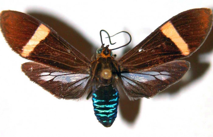 Fig- 1 Posición dorsal de la hembra <i>Aclytia</i> heberDHJ02 (Erebidae). (89-SRNP-823-DHJ39084).